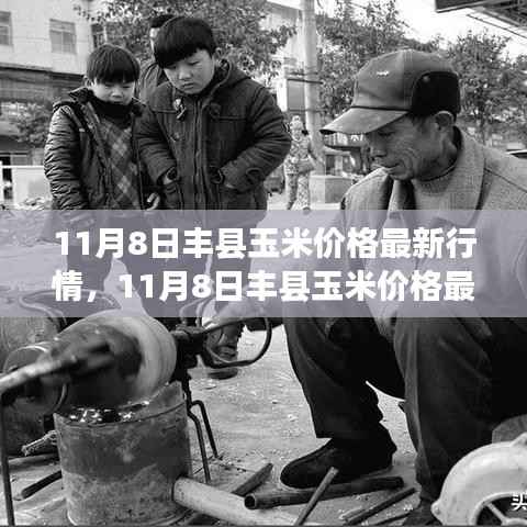 11月8日丰县玉米价格最新行情解析,市场洞察与个人观点