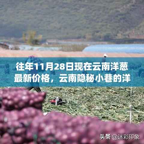 探寻云南隐秘小巷的洋葱秘香,最新价格与美食奇遇(11月28日)