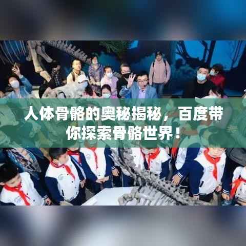 人体骨骼的奥秘揭秘,百度带你探索骨骼世界!