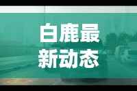 白鹿最新动态消息曝光，不容错过！