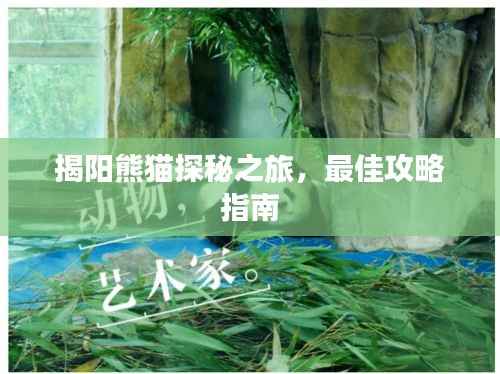 揭阳熊猫探秘之旅,最佳攻略指南